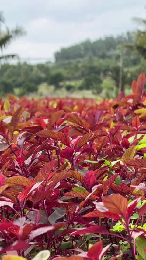A vertical frame shows several red amaranth plants rising from soil, with hills Stock Footage 329828771