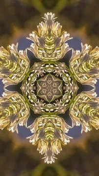 Vertical frame Star or snowflake design shape made from white flowers in Stock Photos