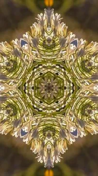 Vertical frame Star shape made form white flowers in California 스톡 사진