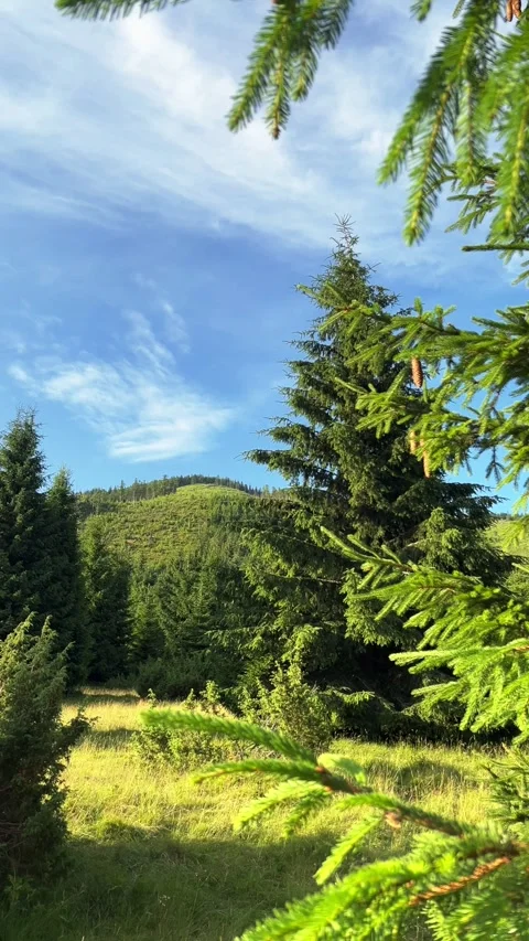 Vertical Framed Mountain View with Pine Tree and Cones Stock Footage 312951511