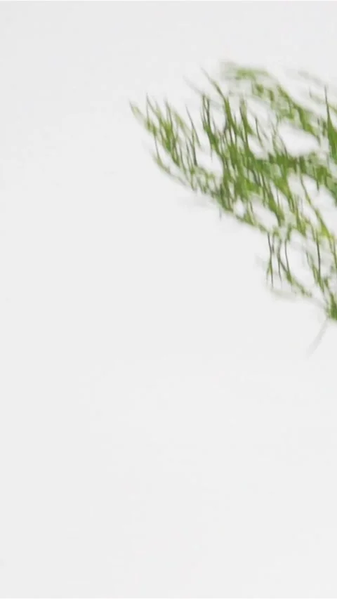 Vertical of fresh dill falling Stock Footage 305516430