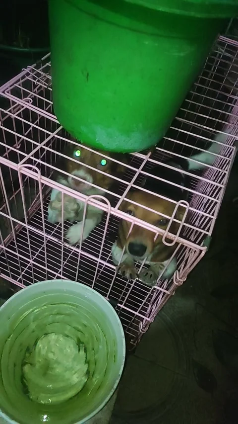 Vertical Friendly dog in night cage Vidéo 339288902