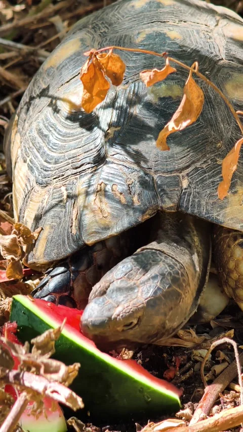 Vertical front close up view of a turtle eating a slice of watermelon Stock Footage 345606059