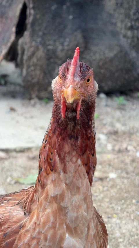 Vertical front view of a chicken in a rural courtyard, calmly observing its 库存影片 329745724