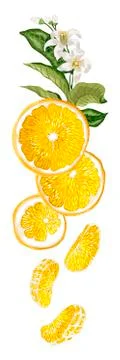 Vertical fruit decor line with orange fruit halves, leaves, flowers and sllic 스톡 일러스트