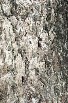 Vertical Full Frame Shot Of Tree Trunk Stock Photos