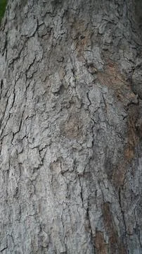 Vertical Full Frame Texture of Organic Rough Grey Brown Cracked Bark Stock Photos