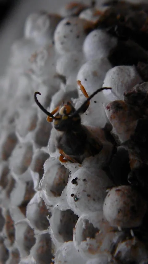 Vertical Full HD low key video close up. Birth process of yellow jacket wasp Stock Footage 277785703