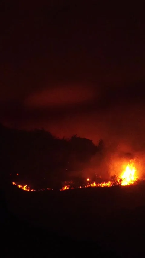 Vertical full HD night footage of forest fire Stock Footage 313111139