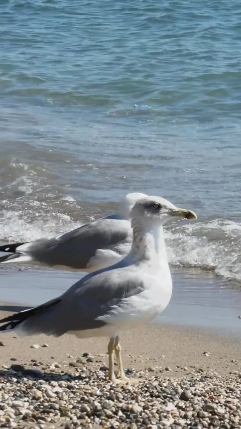 Vertical Full HD shot of two white seagulls standing on a pebble beach with Stock-Footage 334628447