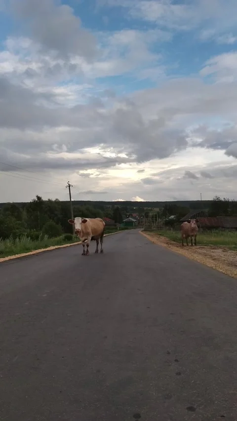 Vertical Full HD video. Βeige cow has blocked passage, stands on road Video stock 277786090