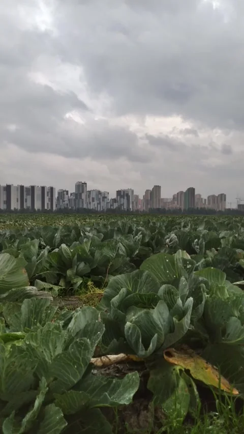 Vertical Full HD video. Cabbage field against backdrop of new city buildings Video stock 277785465