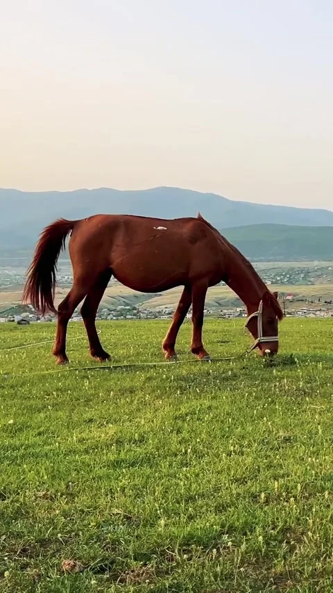 Vertical Full HD video. Full body brown horse grazes and eats green grass Video stock 274459970