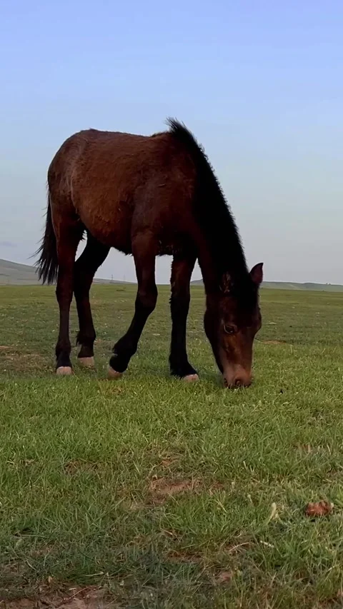 Vertical Full HD video. Tbilisi. Horse grazes and eats green grass Stock Footage 277420885