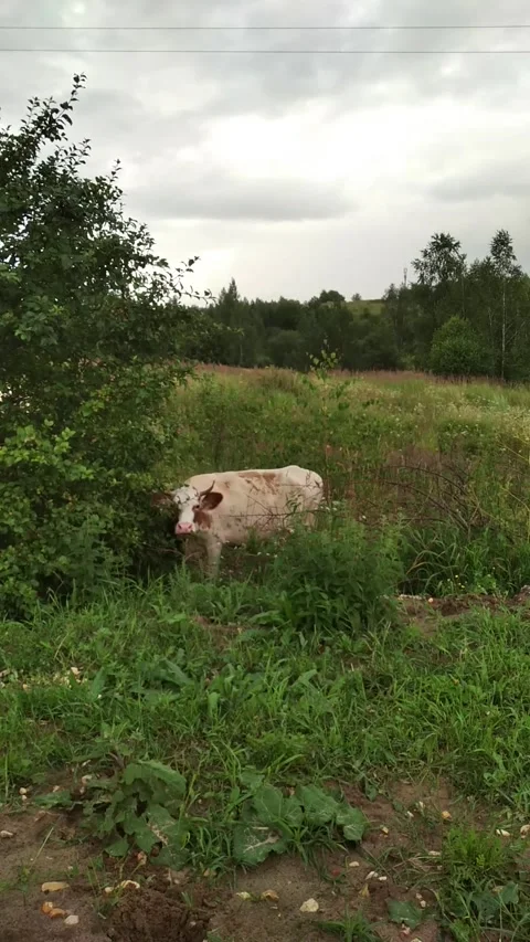 Vertical Full HD video. White cow with brown spots eats, chews grass Stock Footage 277785831