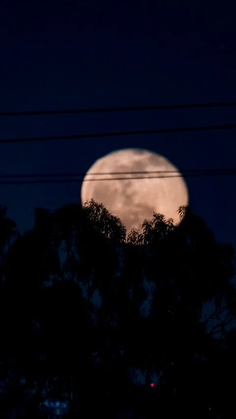 Vertical Full Moon Rises Behind Trees and Power Lines in Los Angeles Vídeos de archivo 322711420