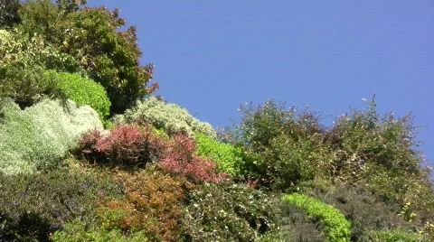 Vertical Garden 01 Stock Footage 329950