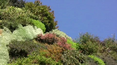 Vertical Garden 02 Stock Footage 332918