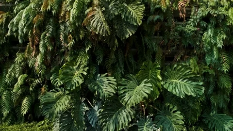 Vertical garden featuring dense array of green plants with various types of Stock Footage 279017773