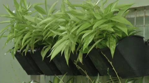 Vertical Garden Stock Footage 57938804