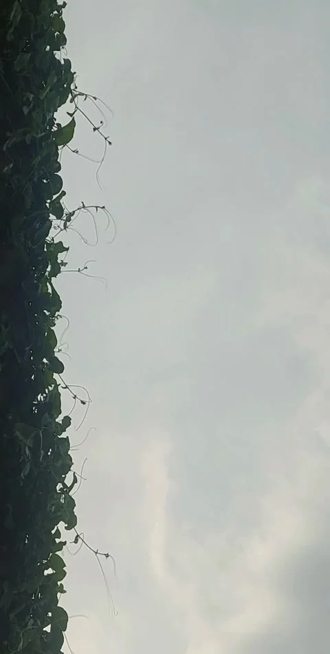 Vertical Garden Stock Footage 307602744