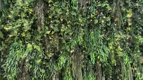 Vertical Garden of Fresh Plants 스톡 동영상 342621792