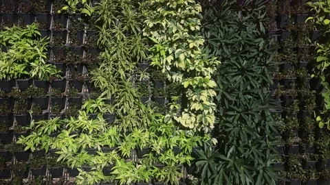 Vertical Garden Green Wall with Lush Decorative Plants Video stock 340499469
