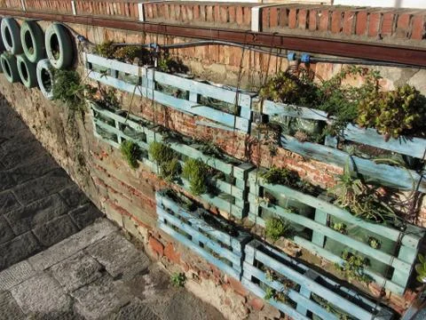 Vertical garden on old brick wall in a sunny day Stock Photos
