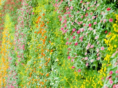 Vertical garden Stock Photos