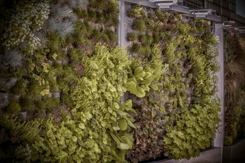 Vertical Garden Stock Photos