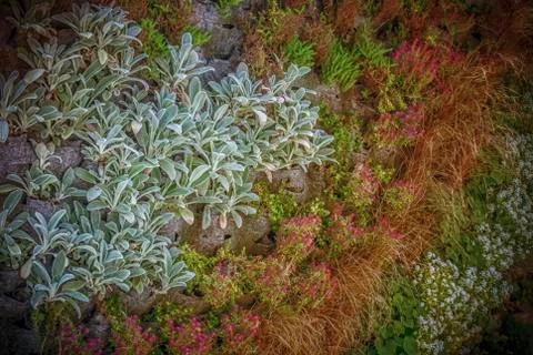 Vertical Garden Stock Photos