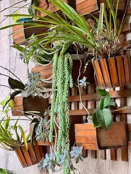 Vertical garden. Stock Photos