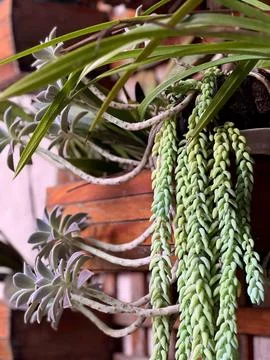 Vertical garden Stock Photos