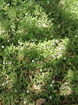 Vertical Garden Shadows Stock Photos