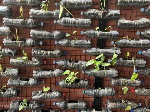 Vertical garden using recycled plastic bottles Stock Photos
