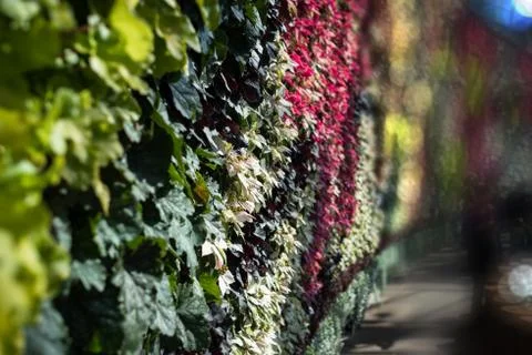 Vertical garden wall close up. Wall covered with plants Stock Photos