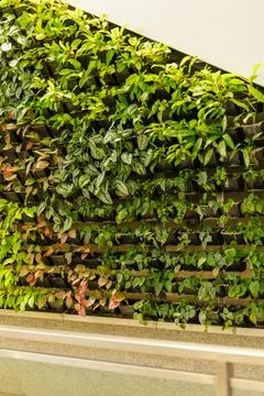 A vertical garden wall features many types of green plants arranged neatly... Stock Photos