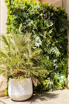 A vertical garden wall is filled with various green plants providing a fres.. Stock Photos