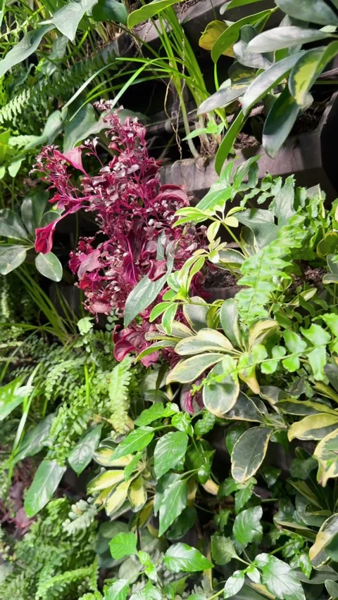 Vertical garden wall garden close up with ferns and colorful foliage plants Stock Footage 346163804