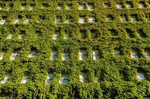 Vertical garden on wall Stock Photos