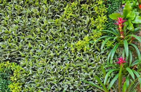 Vertical garden wall Stock Photos