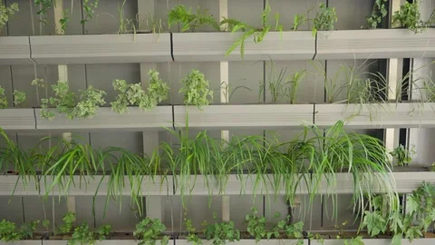 Vertical garden wall system on a modern building facade in Tokyo Stock Footage 340644603