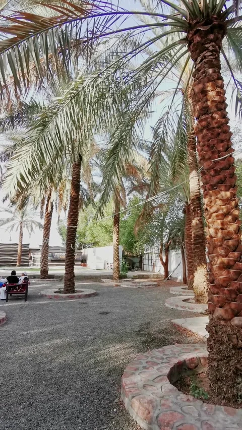 Vertical general view of tourist attraction dates farm in Madinah, Stock-Footage 274471908