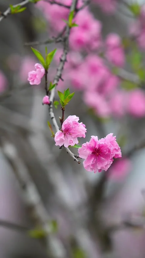 Vertical Gentle Breeze Swaying Three Pink Peach Blossoms Video stock 331482908