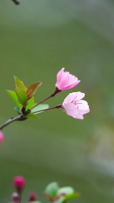 Vertical Gentle Breeze Swaying Two Pink Peach Blossoms Stock Footage 331423334