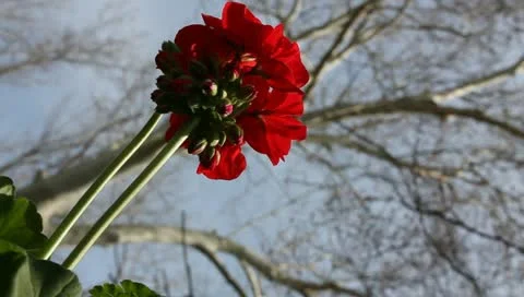 Vertical  geranium Stock Footage 11019812