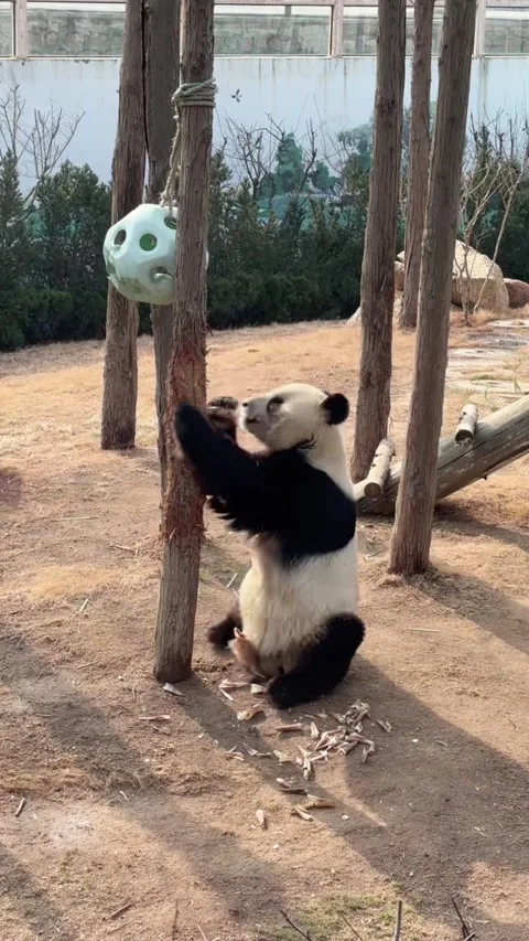 Vertical Giant Panda Breakfast Time in Sichuan China Stock Footage 332687106