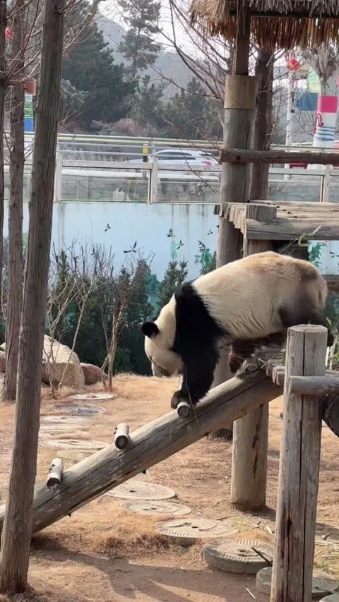 Vertical Giant Panda Eating Fresh Bamboo Shoots Stock Footage 332687108