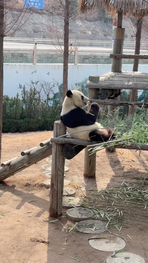 Vertical Giant Panda Eating Green Bamboo Leaves Vídeos de archivo 332687100