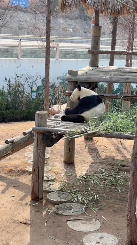 Vertical Giant Panda Sitting and Peeling Bamboo Stock Footage 332687113